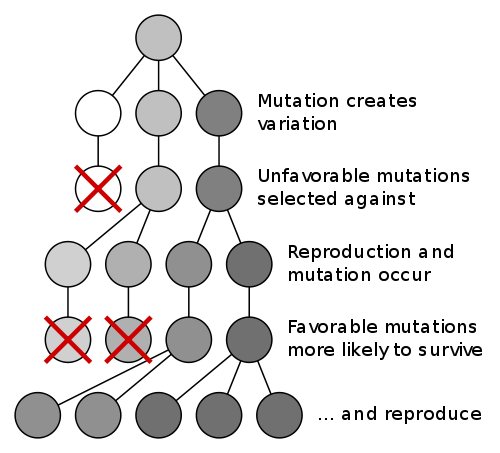 Mutation followed by natural selection favouring darker dots.  Over time darker dots dominate the population.