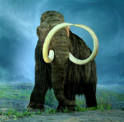 A wooly mammoth. It has several adaptations for the cold: a wooly coat of hair all over it, a large body mass and lots of fat under its skin.