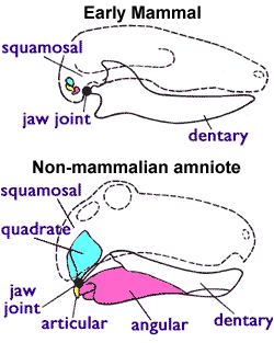 Mammalian and non-mammalian jaws. In the mammal configuration, the quadrate and articular bones are much smaller and form part of the middle ear. Note that in mammals the lower jaw consists of only the dentary bone.