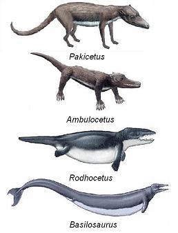 Extinct predecessors of modern whales.
Small changes over time adapted the now extinct land mammal Pakicetus
to life in water.  Over time these changes made it more whale-like.