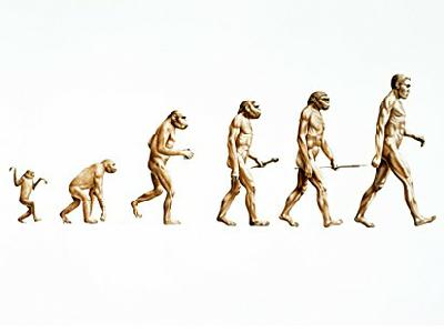 An example of evolution: the lineage of humans goes back through other hominids, our common ancestor with the chimpanzees, the gorillas and the monkeys.