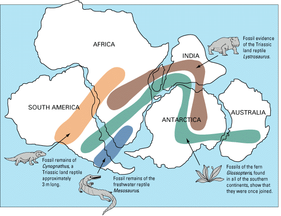 A map of fossil
distributions across the continents.  These form continuous areas if
the continents were once joined together into the super-continent of
Pangaea, around 250 million years ago.  Map based on Snider-Pellegrini
and Wegener.