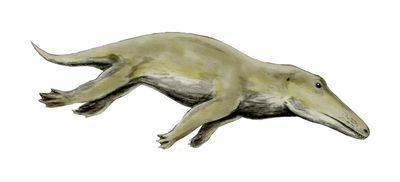 The 3 metre long Ambulocetus in its swimming posture.  Its legs were strong enough that it could still walk on land. It lived in the Eocene period, roughly 50-49 million years ago.