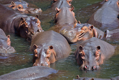 Of all modern land-based mammals, hippopotamuses are the closest to whales.