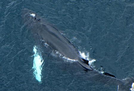 Humpback whale surfaces for air. Note the blowhole over the head through which it breathes.
