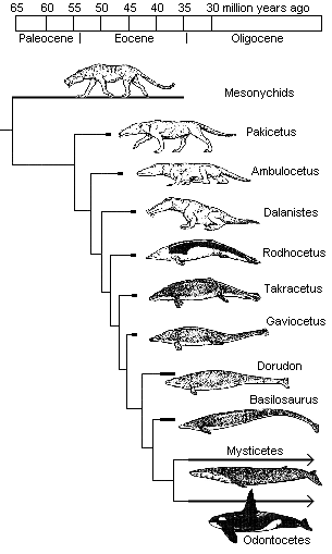 Cladogram for whales.