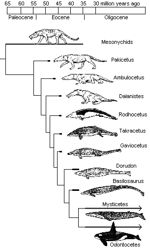 PopSciColl: The Evolution of Whales - Cladogram